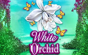 WHITE ORCHID